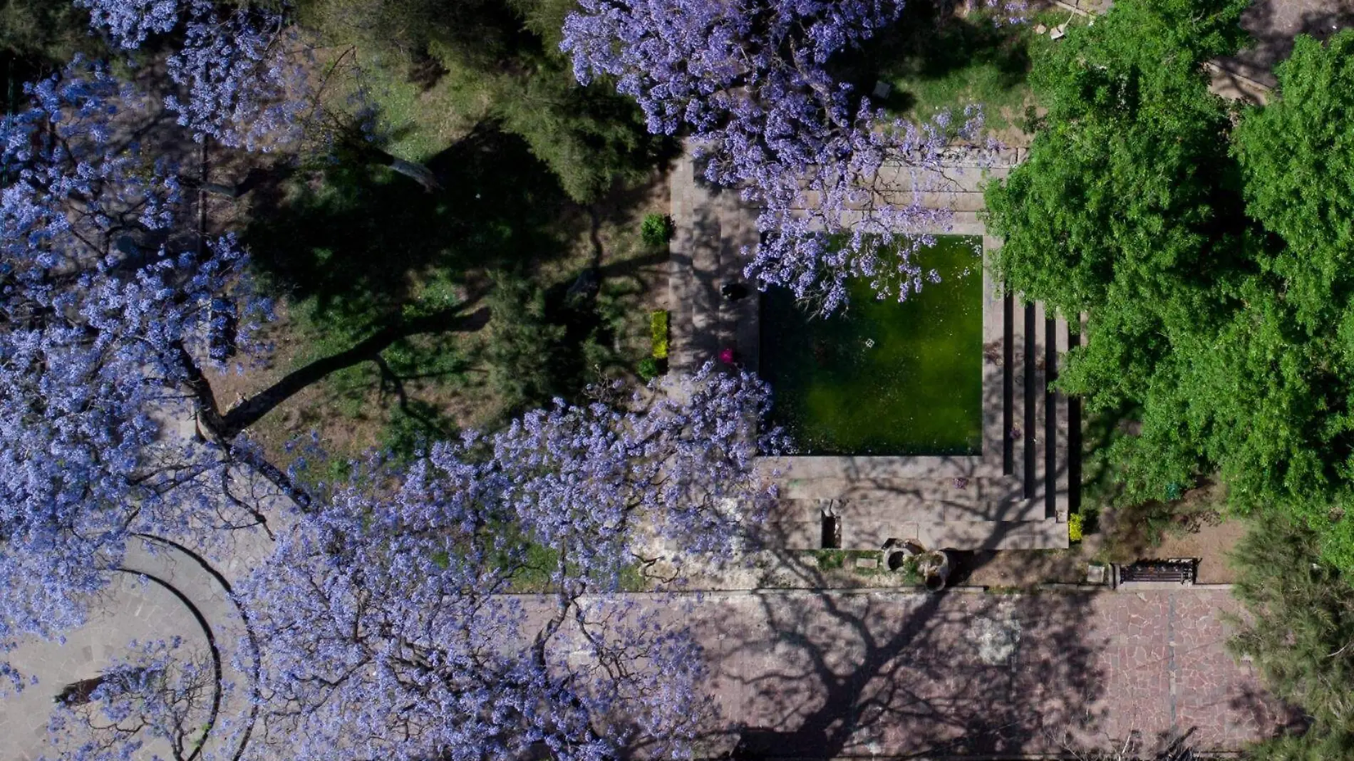 arboles de jacarandas  (2)